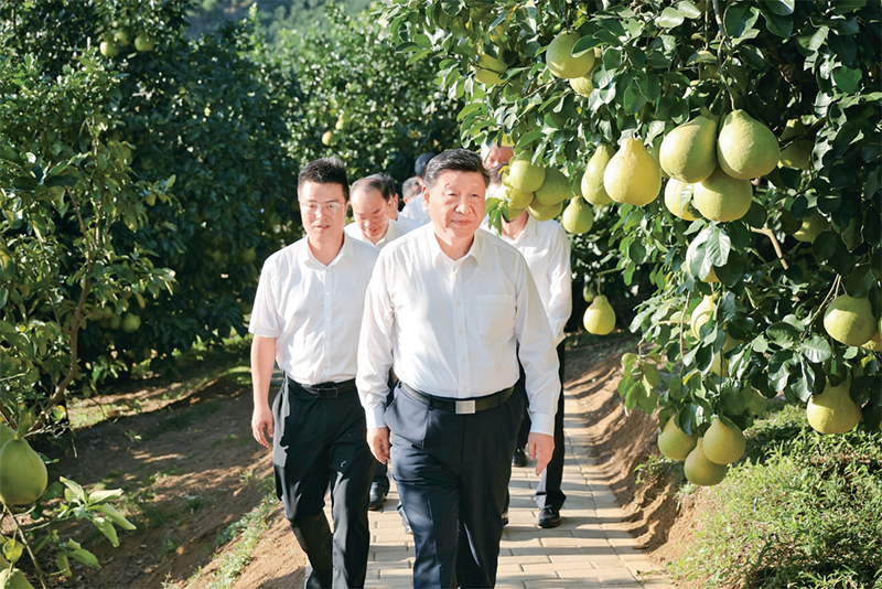 　　2025年11月7日至8日，中共中央總書記、國家主席、中央軍委主席習(xí)近平在廣東考察。這是7日下午，習(xí)近平在梅州市梅縣區(qū)雁洋鎮(zhèn)南福金柚種植基地考察。